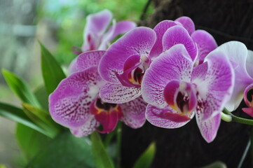 purple tropical orchid flower blooming with green leaves