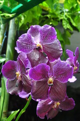 Fototapeta premium purple tropical orchid flower blooming with green leaves