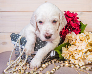 English setter puppy in a wood basket with flowers