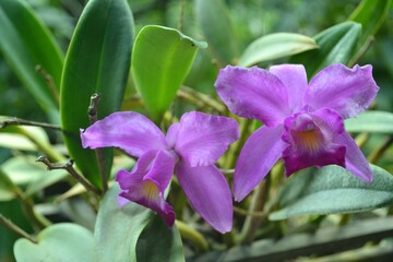 purple tropical orchid flower blooming with green leaves