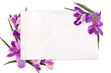 Frame of violet crocuses ( Crocus vernus ) with white paper card note with space for text on white background. Top view, flat lay