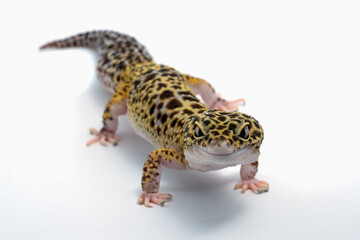 Leopard gecko in isolated white background