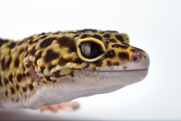 Fototapeta premium Leopard gecko in isolated white background