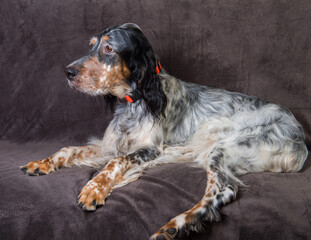 Beautiful English Setter dog with brown spots sleeping