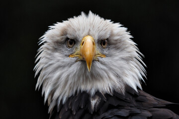 Weißkopfseeadler blickt direkt in die Kamera, portrait vor schwarzem hintergrund, Haliaeetus...