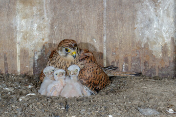 Turmfalke (Falco tinnunculus) Weibchen im Nistkasten