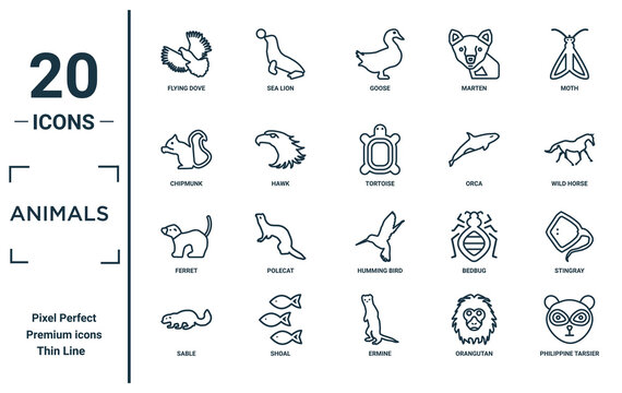 animals linear icon set. includes thin line flying dove, chipmunk, ferret, sable, philippine tarsier, tortoise, stingray icons for report, presentation, diagram, web design
