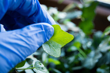 Gardening in blue gloves. Hand cleaning and checking the leaves of the flower