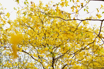 yellow nature