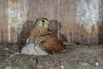 Turmfalke (Falco tinnunculus) Weibchen im Nistkasten
