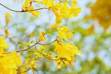 yellow nature