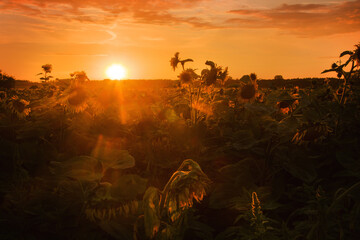 sunset in the forest © Sieku Photo
