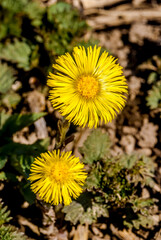 Coltsfoot (Tussilago farfara) in meadow, Central Russia