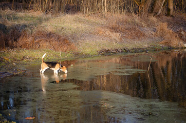 beagle on the lake