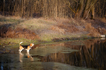 beagle on the lake