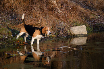 beagle on the lake