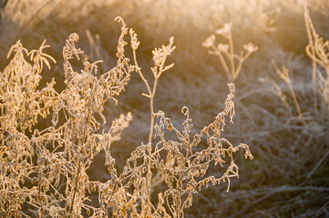 Frosty morning, Somerset Levels, England