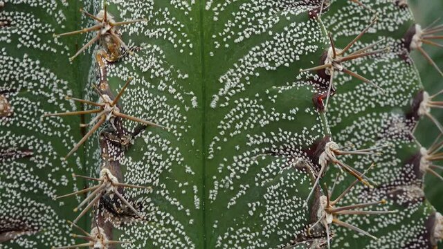 Close-up, the stalk of the cactus Astrophytum sp., white dots on a green background of the plant. Motorized dolly slider shot