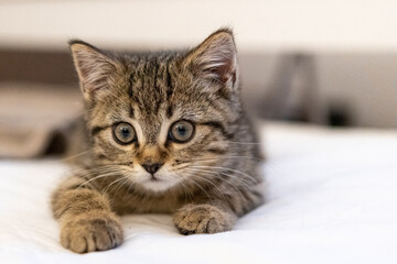 Portrait of a cute little kitten lying on the bed  at home