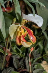 Naklejka na ściany i meble Paphiopedilum Slipper Orchid (Paphiopedilum hybridum) in greenhouse