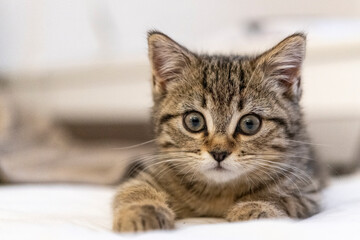 Portrait of a cute little kitten lying on the bed  at home