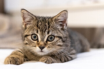 Portrait of a cute little kitten lying on the bed  at home