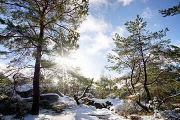 Naklejka na ściany i meble Snowy landscape in Fontainebleau forest 