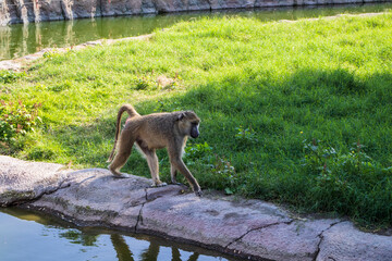 Dubai - UAE, 12.29.2020 Baboon at Dubai Safari Park zoo. Outdoor