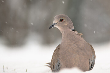 Türkentaube im Schnee