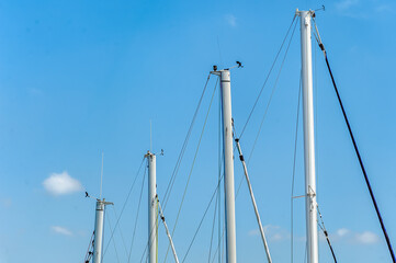 Four Masts of a sailboat against the sky