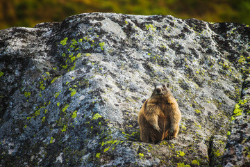 marmot in yosemite © Sieku Photo