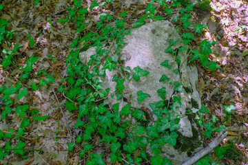 close up of a stone covered with green ivy leaves on the forest ground. Top view. Natural background
