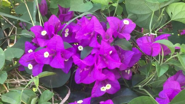 Bougainvillea, It is a semi-creeper perennial plant. Size from small to large shrubs There are thorns on the stems, beautiful bougainvillea branches on a blue background.
