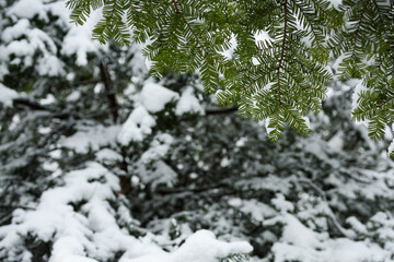 Spruce branches in the snow. Winter needles with a blurred background.