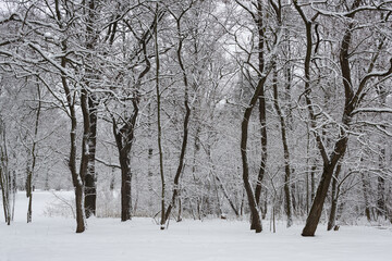 Winter nature. Different trees in the snow.