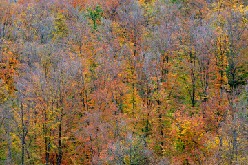 Parc Naturel régional du Morvan / Morvan Regional Natural Park
