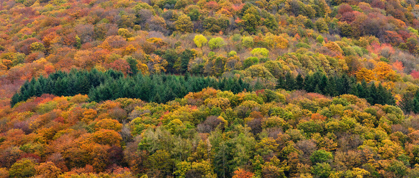 Une for&ecirc;t de feuillus et de r&eacute;sineux dans le parc r&eacute;gional du morvan / A forest of hardwoods and softwoods in the Morvan Regional Park