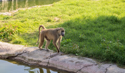 Dubai - UAE, 12.29.2020 Baboon at Dubai Safari Park zoo. Outdoor