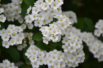 Spiraea thunbergii blooming bush. White flowers background. Shrub branches in white blossom. Beautiful summer nature.