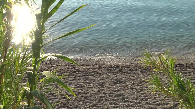 Mediterranean sea and pebble beach with Arundo donax wild cane