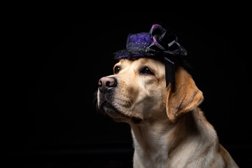 Close-up of a Labrador Retriever dog in a headdress.