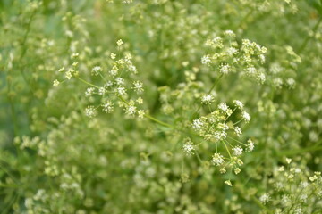 Celery plant in vegetable garden. Organic fresh herb. Celery umbrella with seeds. Agriculture in the village.