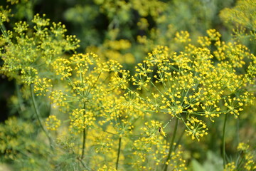 Dill plant in vegetable garden. Organic fresh herb. Dill umbrella with seeds. Countryside garden. Agriculture in the village.