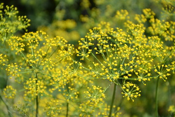 Dill plant in vegetable garden. Organic fresh herb. Dill umbrella with seeds. Countryside garden. Agriculture in the village.