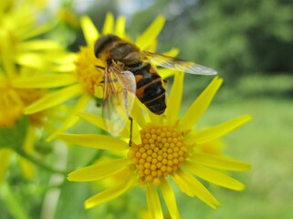 Syrphe (Eristalis tenax) se nourrissant sur une fleur de Séneçon de Jacob (Jacobaea Vulgaris)