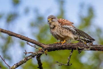 Turmfalke (Falco tinnunculus) Männchen bei der Gefiederpflege