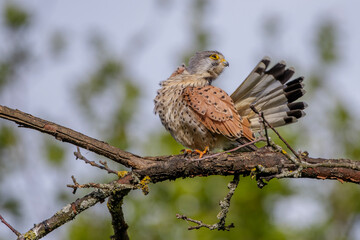 Turmfalke (Falco tinnunculus) Männchen bei der Gefiederpflege