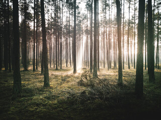 Green forest with sun shafts in Tuchola national park, Poland © GDES Damian Gola