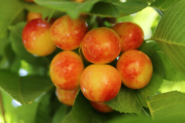 Cherry branch. Yellow and red ripe cherries.