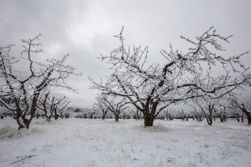 Fototapeta na wymiar Frost covered trees in winter.